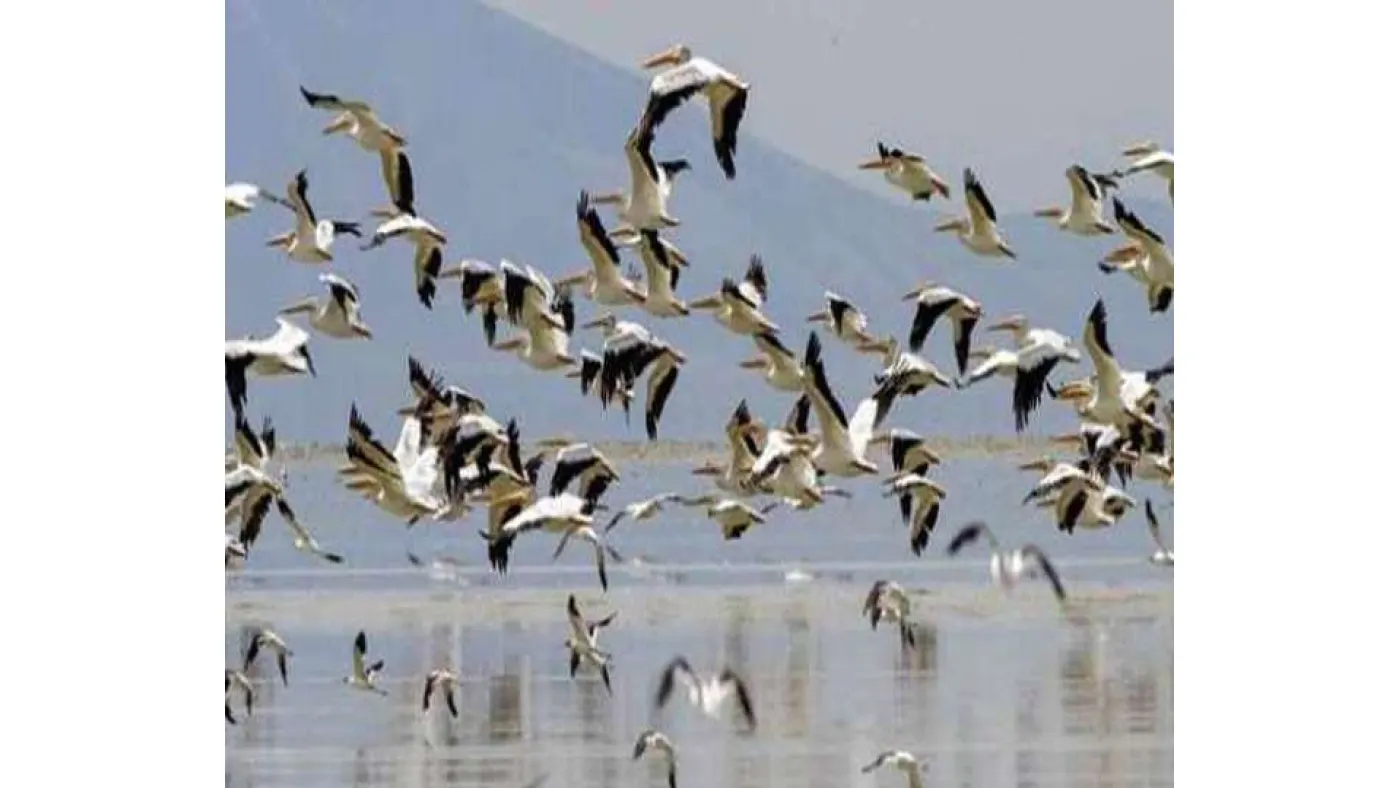 01_12_2020-siberian_birds__21116982