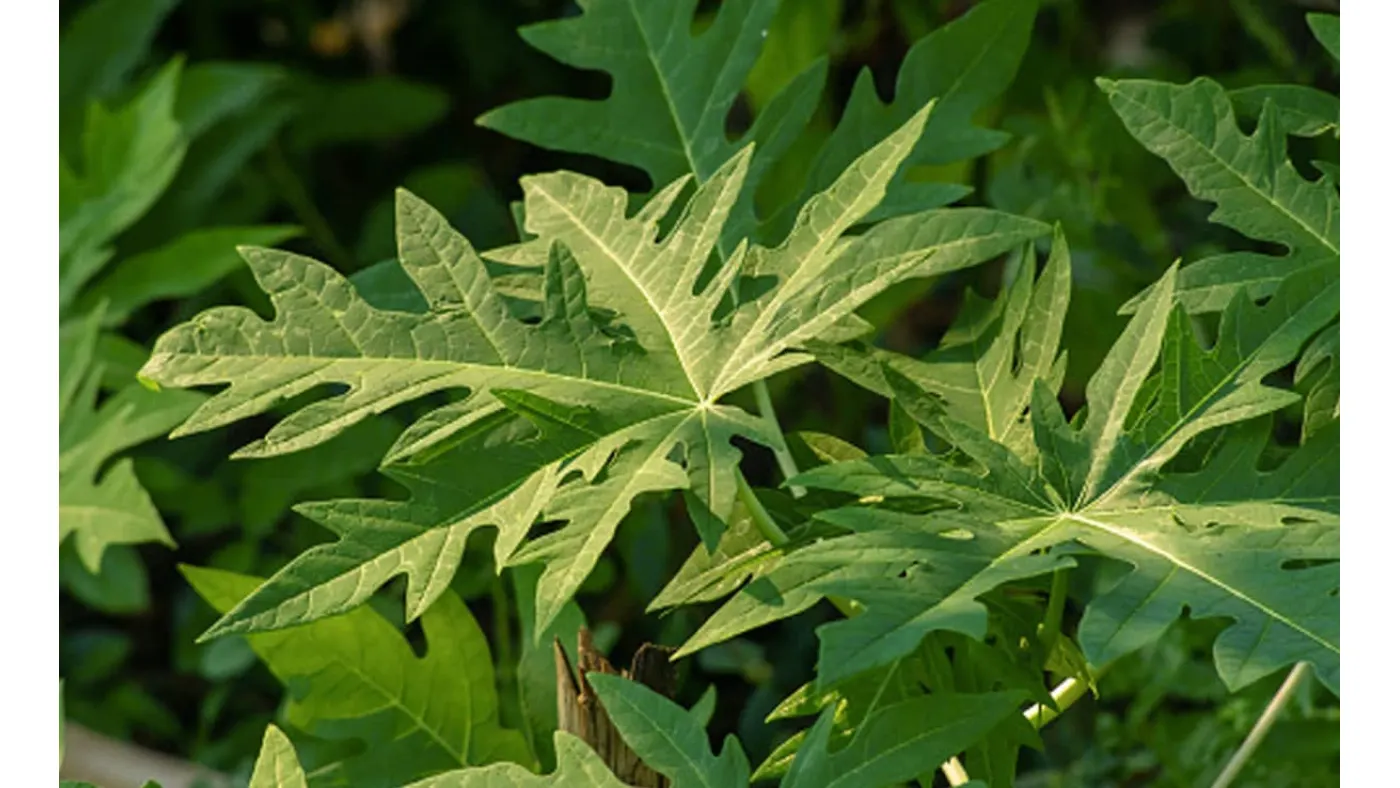boe4o96_papaya-leaf-_625x300_29_January_24